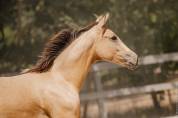 POULICHE - LUSITANIENNE - 8 MOIS - DRESSAGE - FRANCE