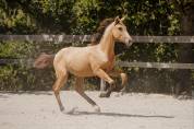 POULICHE - LUSITANIENNE - 8 MOIS - DRESSAGE - FRANCE