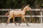 POULICHE - LUSITANIENNE - 8 MOIS - DRESSAGE - FRANCE