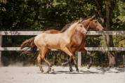 POULICHE - LUSITANIENNE - 8 MOIS - DRESSAGE - FRANCE