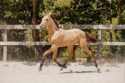 POULICHE - LUSITANIENNE - 8 MOIS - DRESSAGE - FRANCE