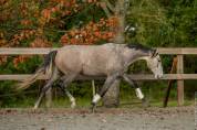 Jument - Lusitanienne - 6 ans - Dressage - France