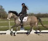 Jument - Lusitanienne - 6 ans - Dressage - France