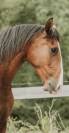 Hongre - lusitanien - 4 ans - Dressage - France