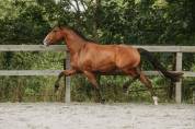 Hongre - lusitanien - 4 ans - Dressage - France