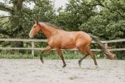 Hongre - lusitanien - 4 ans - Dressage - France
