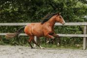 Hongre - lusitanien - 4 ans - Dressage - France