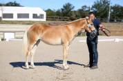 Pouliche haflinger 18 mois