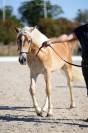 Pouliche haflinger 18 mois