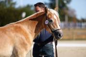 Pouliche haflinger 18 mois
