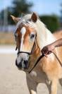 Pouliche haflinger 18 mois