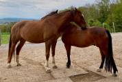 Blue et Tekoa cherchent leur nouvelle famille 