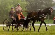 cheval d'attelage KWPN