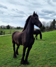 2 magnifiques frisons &agrave; vendre, si possible ensemble