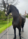 2 magnifiques frisons &agrave; vendre, si possible ensemble