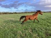 Potranca Lusitano En venta 2025 Bayo por Pablo du chalet