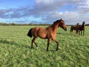 Potranca Lusitano En venta 2025 Bayo por Pablo du chalet
