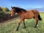 Potranca Lusitano En venta 2025 Bayo por Pablo du chalet