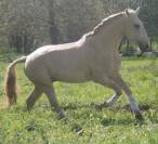 Potranca Lusitano En venta 2025 Bayo por Pablo du chalet
