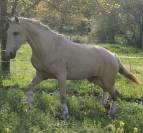 Potranca Lusitano En venta 2025 Bayo por Pablo du chalet
