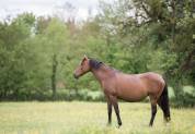 Potranca Lusitano En venta 2025 Bayo por Pablo du chalet