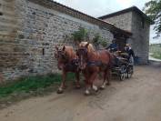 Yegua Tiro En venta 2023 Alaz&aacute;n