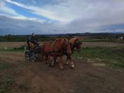 Yegua Tiro En venta 2023 Alaz&aacute;n