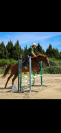 Cheval &agrave; vendre 