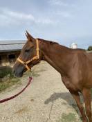 Cheval &agrave; vendre 