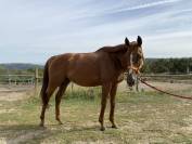 Cheval &agrave; vendre 