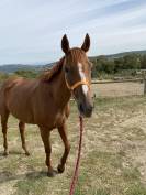Cheval &agrave; vendre 
