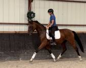 Mare Origin Recorded For sale 2023 Bay