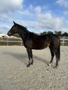 Mare Origin Recorded For sale 2021 Bay