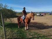 Noblesse, Bretonne PP