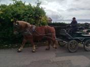 Noblesse, Bretonne PP
