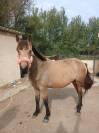 &Agrave; VENDRE poney D &ndash; NOBLESSE DU BLIN