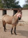 &Agrave; VENDRE poney D &ndash; NOBLESSE DU BLIN