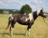 jument PP paint horse