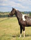 jument PP paint horse