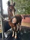 Paire de KWPN de 5 ans 