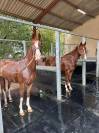 Paire de KWPN de 5 ans 