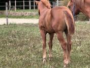 Poulain Quarter Horse 2026
