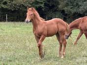Poulain Quarter Horse 2026