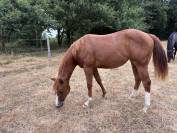 Pouliche Quarter Horse 2025