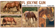 Pouliche Quarter Horse 2025