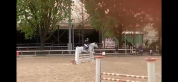 Mr Dudley pony castrone irlandese grigio di 16 anni