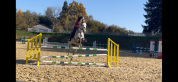 &Agrave; vendre Hongre AA 10 ans