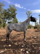 &Agrave; vendre Hongre AA 10 ans