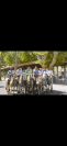 Cheval camargue &agrave; vendre