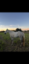 Cheval camargue &agrave; vendre